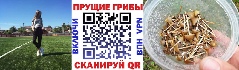 купить закладку  Бахчисарай  Псилоцибиновые грибы мухоморы 